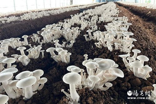《探寻松茸种植奥秘：自然栽培，让美味与生态和谐共生》