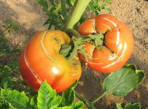 夏季种植西红柿，掌握这些技术让丰收不再是梦