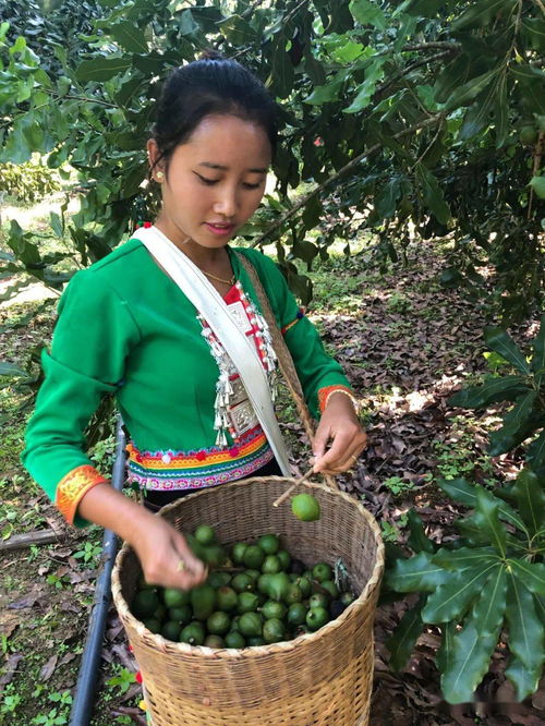 岑溪坚果种植技术革新：揭秘如何提升坚果产量与品质