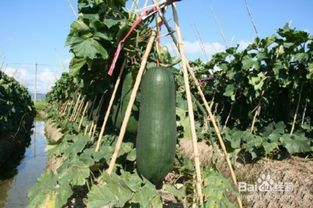 《揭秘冬瓜种植高产秘籍：如何实现亩产千斤？》