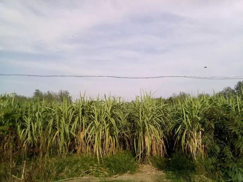 黑皮甘蔗种植技术要点揭秘：如何提高产量与品质？