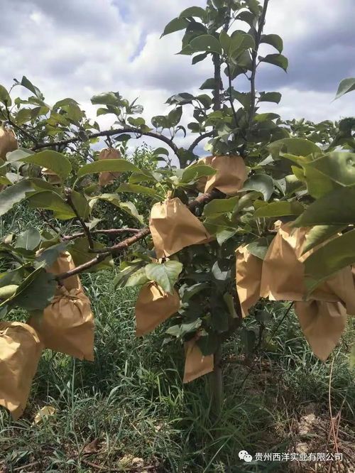 揭秘黄花梨种植技术：如何培育出高品质的“果中珍品”