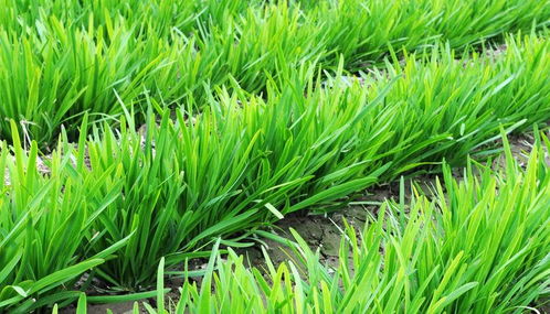 韭菜种植攻略：揭秘高效高产的秘密武器