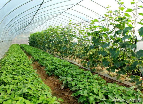 菜心种植指南：如何高效培育优质菜心？
