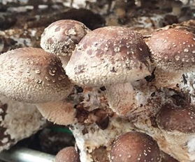 蘑菇种植：探索自然与科技的交汇点