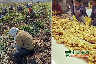《生姜种植：揭秘高效益的秘密武器——专业种植技术全解析》