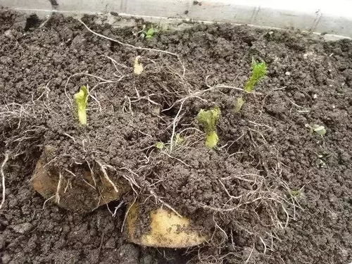 桑黄菌种植，开启高效益农业新篇章——揭秘桑黄菌种植技术