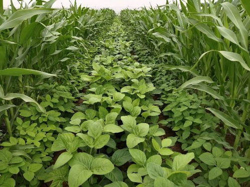 《黄豆种植技术革新：如何提高产量与品质？》
