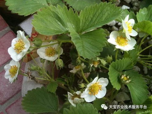 《无土种植草莓：揭秘现代农业科技助力高效农业的未来》