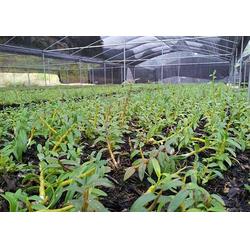 石斛种苗种植技术揭秘：如何培育出高品质的“植物黄金”