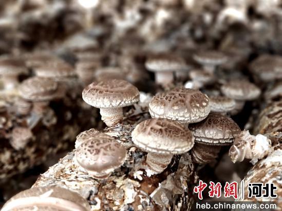 《揭秘大棚菌类种植新趋势：高效、环保、可持续》
