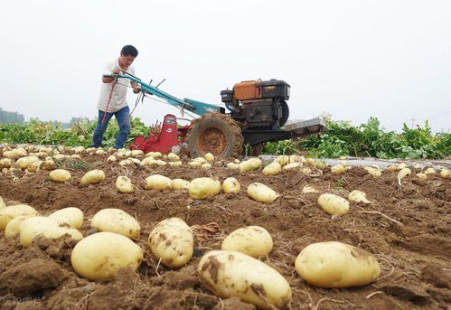 《土豆种植新篇章：肥料选择与施用技巧揭秘》