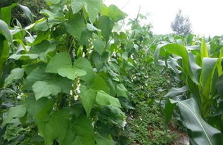 《突破传统，芸豆种植新篇章：揭秘高效种植技术新视频》