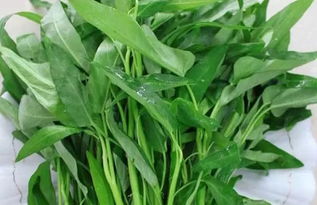 《空心菜种植技术解析：如何提升产量与品质？》