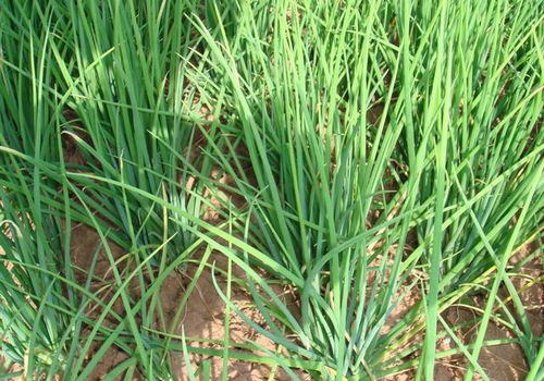 《香葱种植攻略：揭秘高效产量的秘密武器》