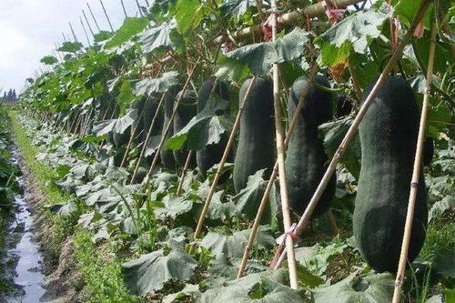 立体种植蔬菜：揭秘高效农业的未来趋势