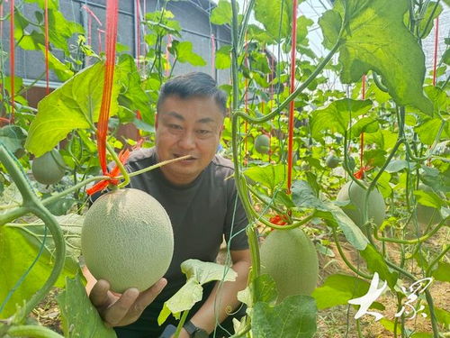 揭秘网纹瓜种植技术：如何培育出甘甜多汁的“水晶瓜”？