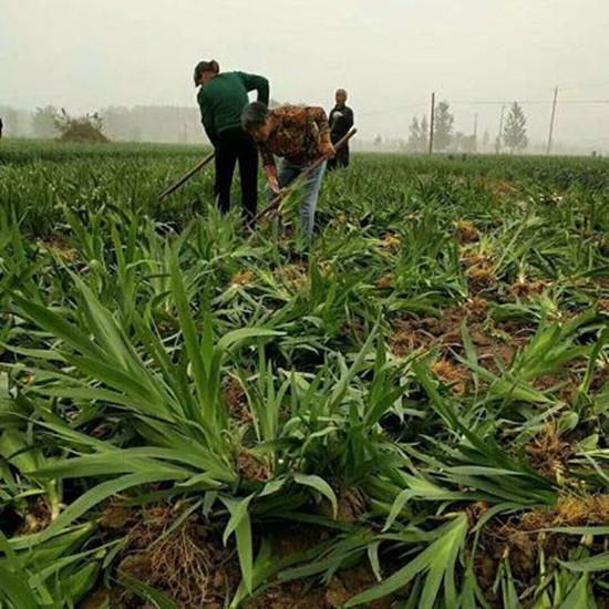 《射干苗种植攻略：揭秘高效益种植技术，开启财富之门？》