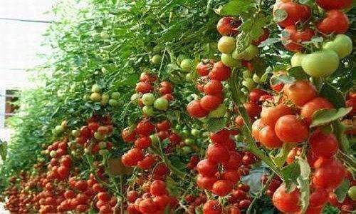 揭秘冷棚番茄种植奥秘：高效高产，你准备好了吗？