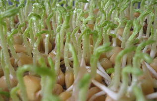芽菜种植新趋势：揭秘高效培育秘诀