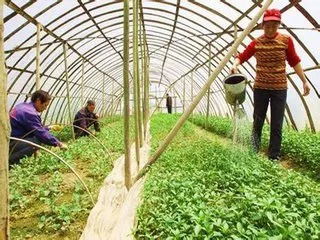 大棚蔬菜种植技术革新：揭秘高效益的秘密武器
