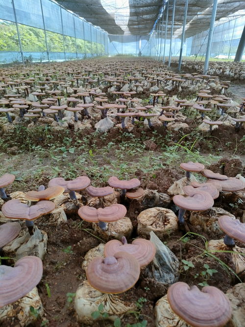 揭秘灵芝栽培秘籍：自然界的“智慧之果”如何高效种植？