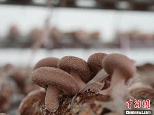 揭秘食用菌种植之谜：技术大全助你轻松致富