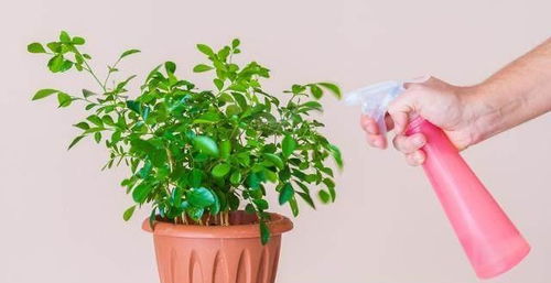 龙葵种植：揭秘高效益的绿色农业新宠
