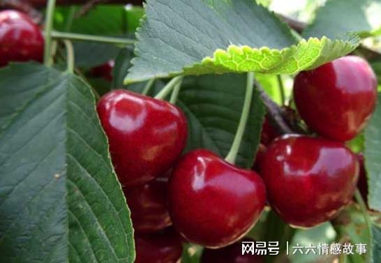 《车厘子樱桃种植：揭秘高效种植技术，解锁丰产秘诀》