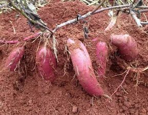 揭秘红薯种植施肥秘诀：如何让土壤“喝饱”营养？