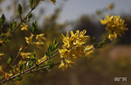 连翘种植技术全攻略：如何培育出优质的药用花卉？