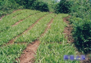 《白芨种植：揭秘效益与种植技术之道》