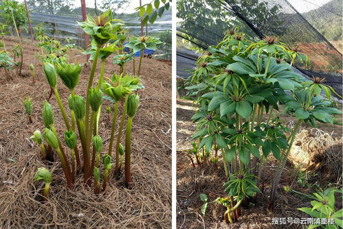 云南省重楼种植技术：揭秘“西南神草”的培育奥秘