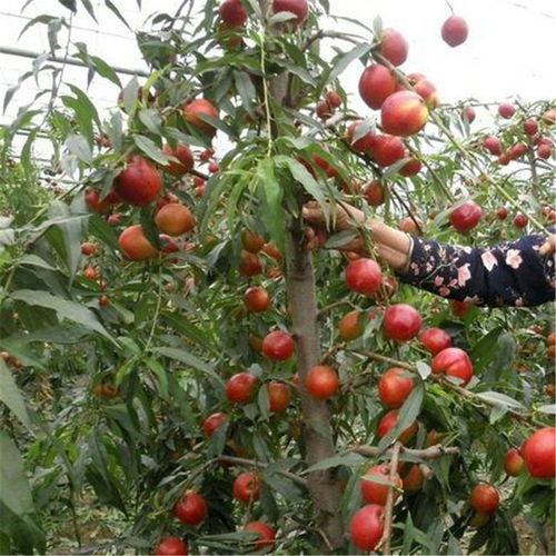 揭秘枣油桃种植秘诀：如何培育出优质果品？
