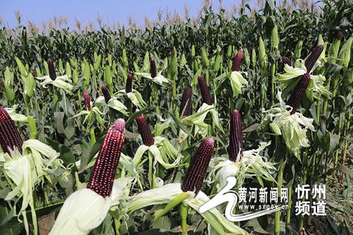 玉米种植技术革新：揭秘如何实现高产高效？
