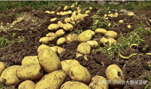 揭秘土豆种植高产秘诀：如何让每亩产量翻倍？（含实用指南）