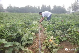 揭秘野生地瓜种植秘籍：如何让地瓜产量翻倍？