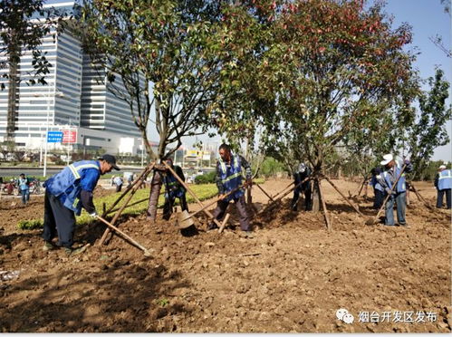 苗木种植施工技术解析：揭秘高效绿植养护之道
