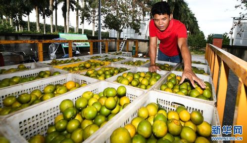 橙子种植技术视频大全：揭秘高效益橙园管理之道