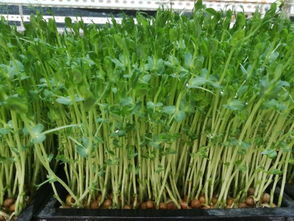 揭秘豆苗种植技术：如何高效培育绿色健康蔬菜？
