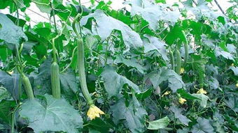 丝爪种植技术：开启可持续农业新篇章？