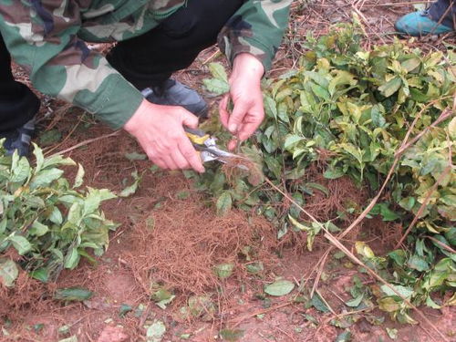 茶香四溢：揭秘现代茶树种植技术新篇章