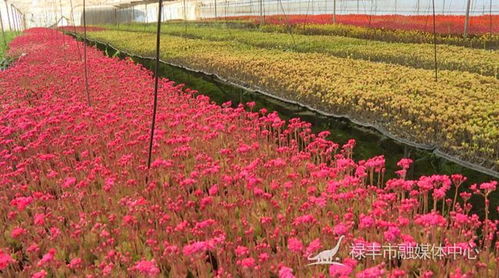 揭秘花植新境界：现代花艺种植与管理全攻略