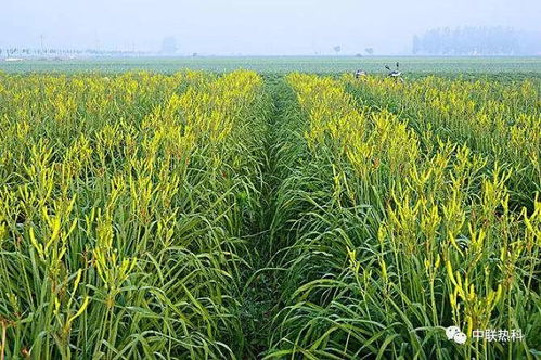《黄花菜种植：揭秘高效益的绿色致富之路》
