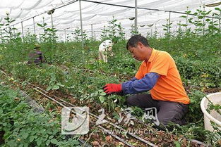 揭秘玫瑰花种植奥秘：专业培训助您成为园艺高手