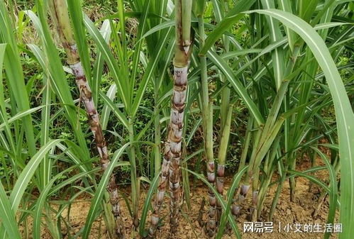 揭秘甘蔗种植奥秘：技术升级与价格走势探析