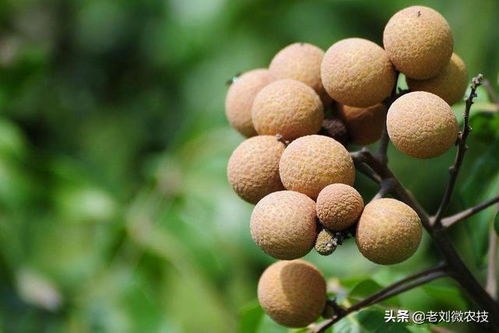 《龙眼树种植管理：揭秘高效产量的秘密武器》