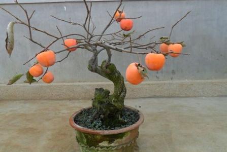 柿子种植技术全攻略：如何种出优质柿子？