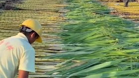揭秘南方甘蔗种植奥秘：技术革新助力产业升级