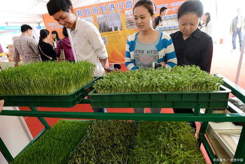 《重庆芽苗菜种植技术革新：如何培育绿色未来？》